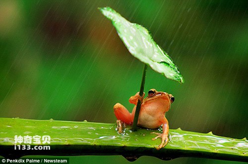The frog hugged the leaves tightly to avoid the rain