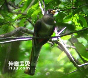 Trogon elegans