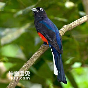 Trogon bairdii