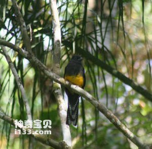 Trogon viridis