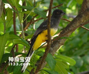 Trogon citreolus