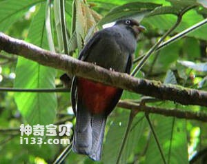 Trogon clathratus