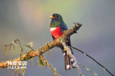 Trogon collaris