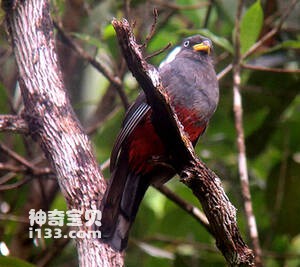 Trogon comptus