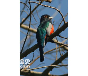 Trogon curucui