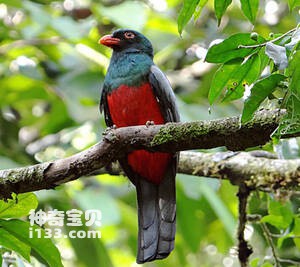 Trogon massena