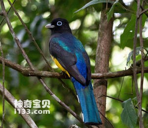 Trogon melanocephalus