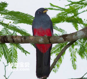 Trogon melanurus