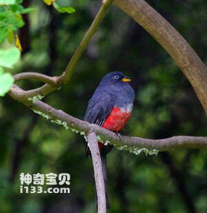 Trogon mesurus