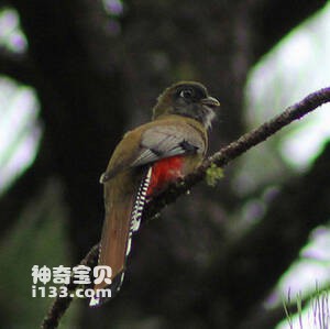 Trogon mexicanus