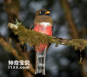 Trogon personatus