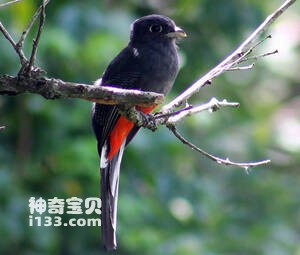 Trogon surrucura