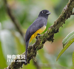 Trogon violaceus