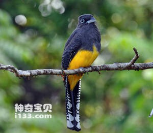 Trogon viridis