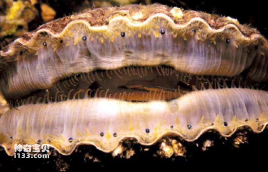 Scallop's Eyes