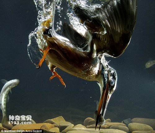 Kingfisher dives to the bottom to catch fish.