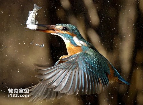 Photographer captured the wonderful moment of kingfisher hunting.