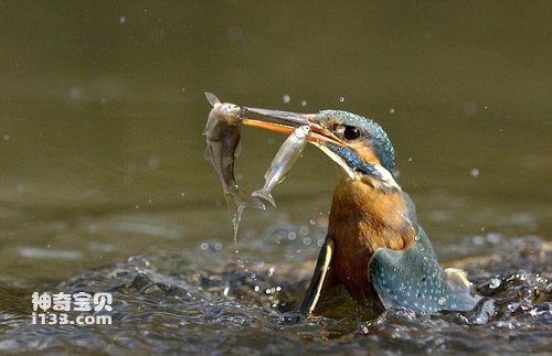 Kingfisher fishing in the pond.