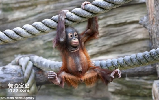 Baby orangutan tries to walk on a rope for the first time to attract onlookers