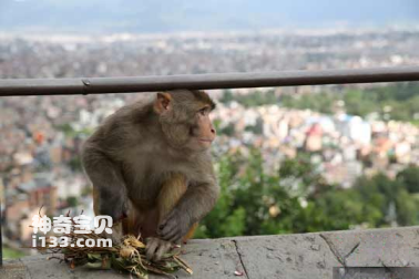 Visit Nepal’s world-famous Monkey Temple