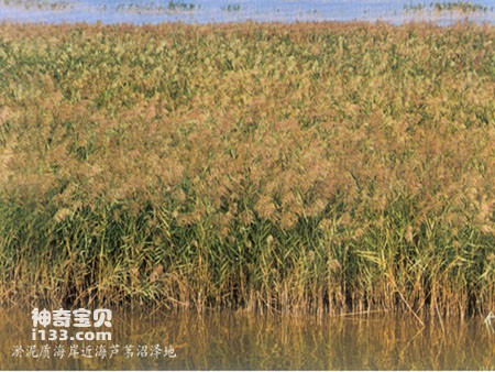 Vibrant reeds and halophytes coast