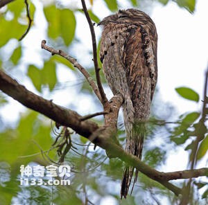 Nyctibius griseus