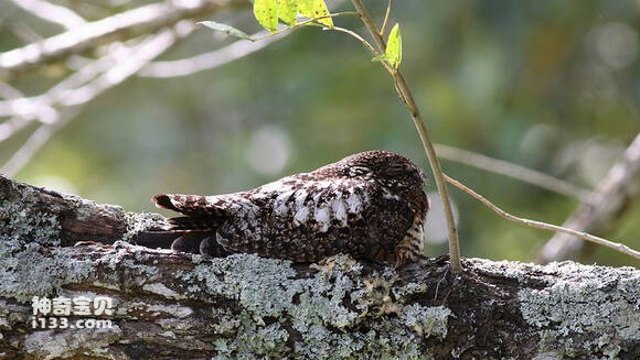 Lurocalis semitorquatus