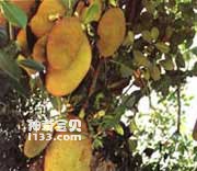 Jackfruit on Hainan Island