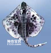 Electric Ray