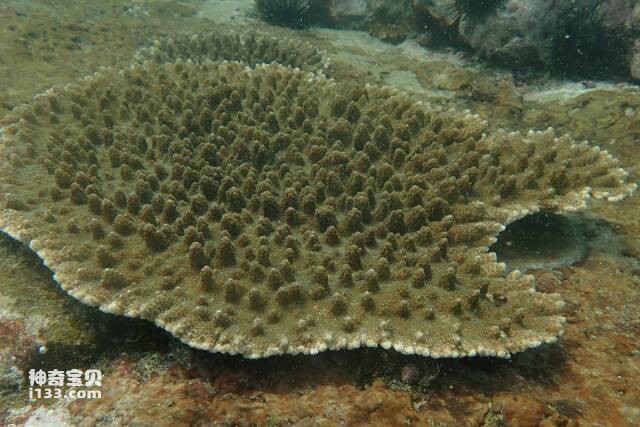 beautiful coral