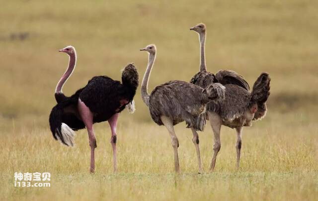 Ostrich policy argument