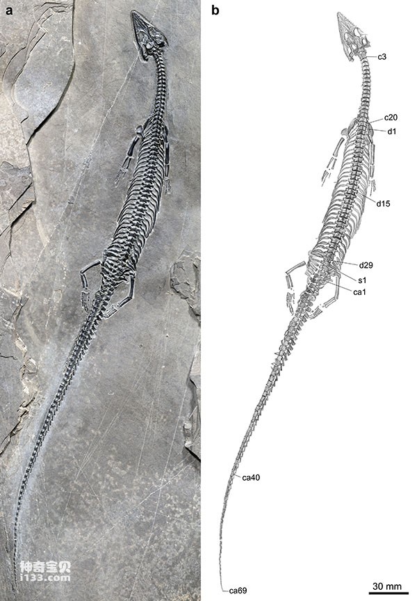 Fossils of Long-tailed Red River Dragon discovered in Yunnan (the longest-tailed swollen-rib dragon 