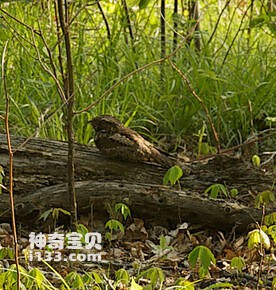 Caprimulgus vociferus