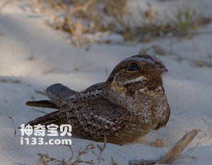 Caprimulgus madagascariensis