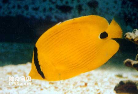 Characteristics and living habits of blue-spotted butterfly fish