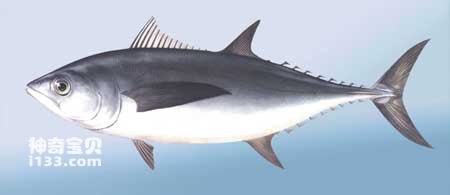 Characteristics of tuna (a fish whose body temperature is higher than the water temperature)