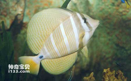 Characteristics and living habits of high-fin surgeonfish
