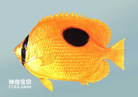 Characteristics and living habits of mirror butterfly fish