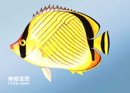 Characteristics and living habits of the oblique butterfly fish