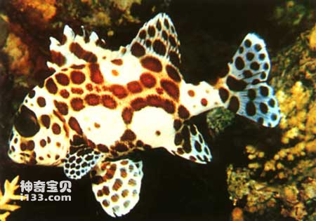 Characteristics and living habits of spotted pepper snapper