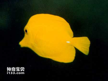 Characteristics and living habits of yellow high-fin surgeonfish