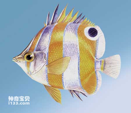 Characteristics and living habits of butterfly fish