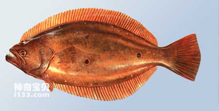Characteristics and living habits of flounder