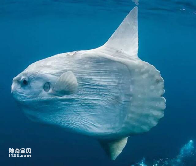 Characteristics and living habits of sunfish (unusual shape)
