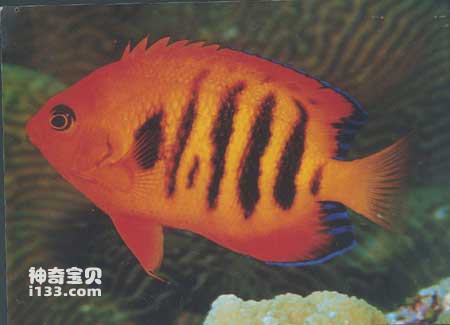 Characteristics and living habits of flame thornfish