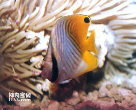 Characteristics and living habits of silk butterfly fish