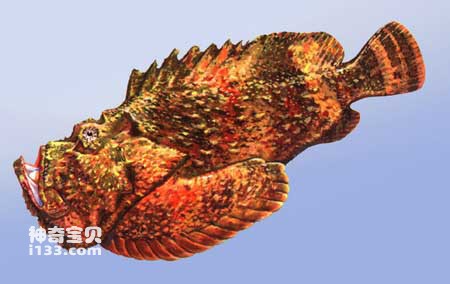Characteristics and living habits of poisonous scorpionfish