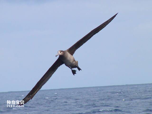 Characteristics and living habits of albatross (King of Birds)