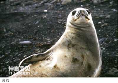 Characteristics and living habits of seals