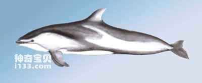 Characteristics and living habits of Pacific short-beaked dolphins